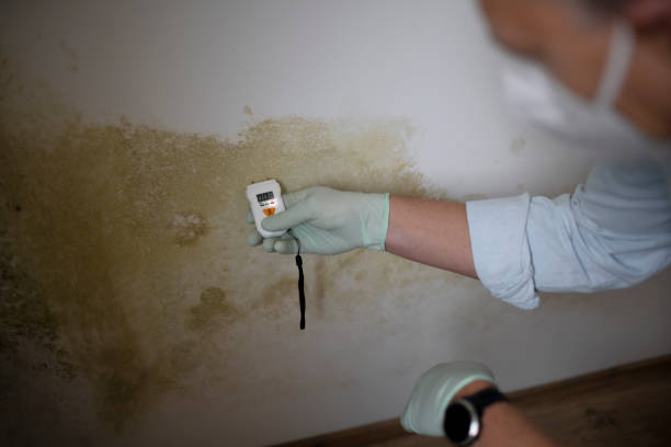Best Basement Mold Remediation in Lakeland Village, CA